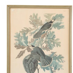 Canada Jays Color Print