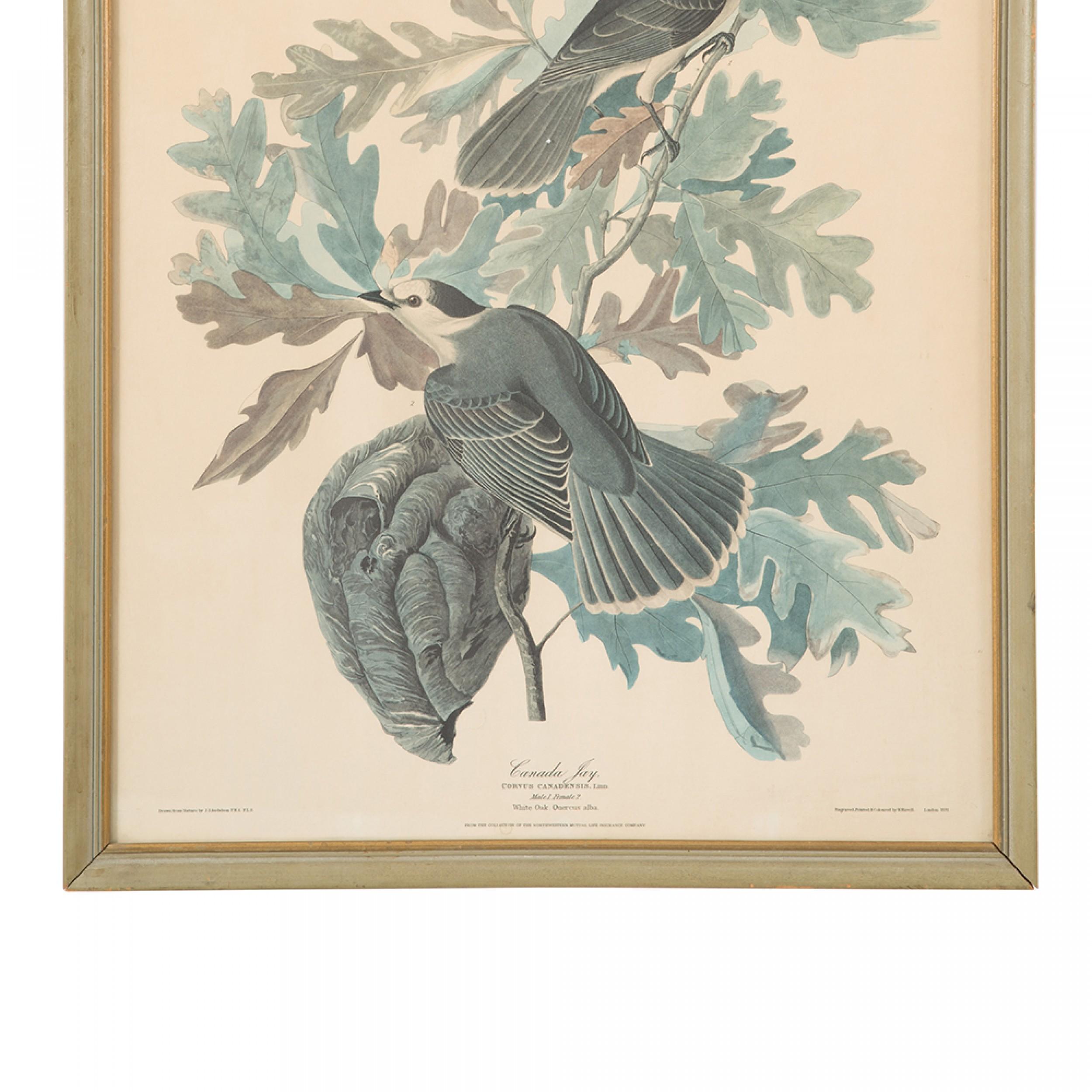 Unknown Canada Jays Color Print For Sale
