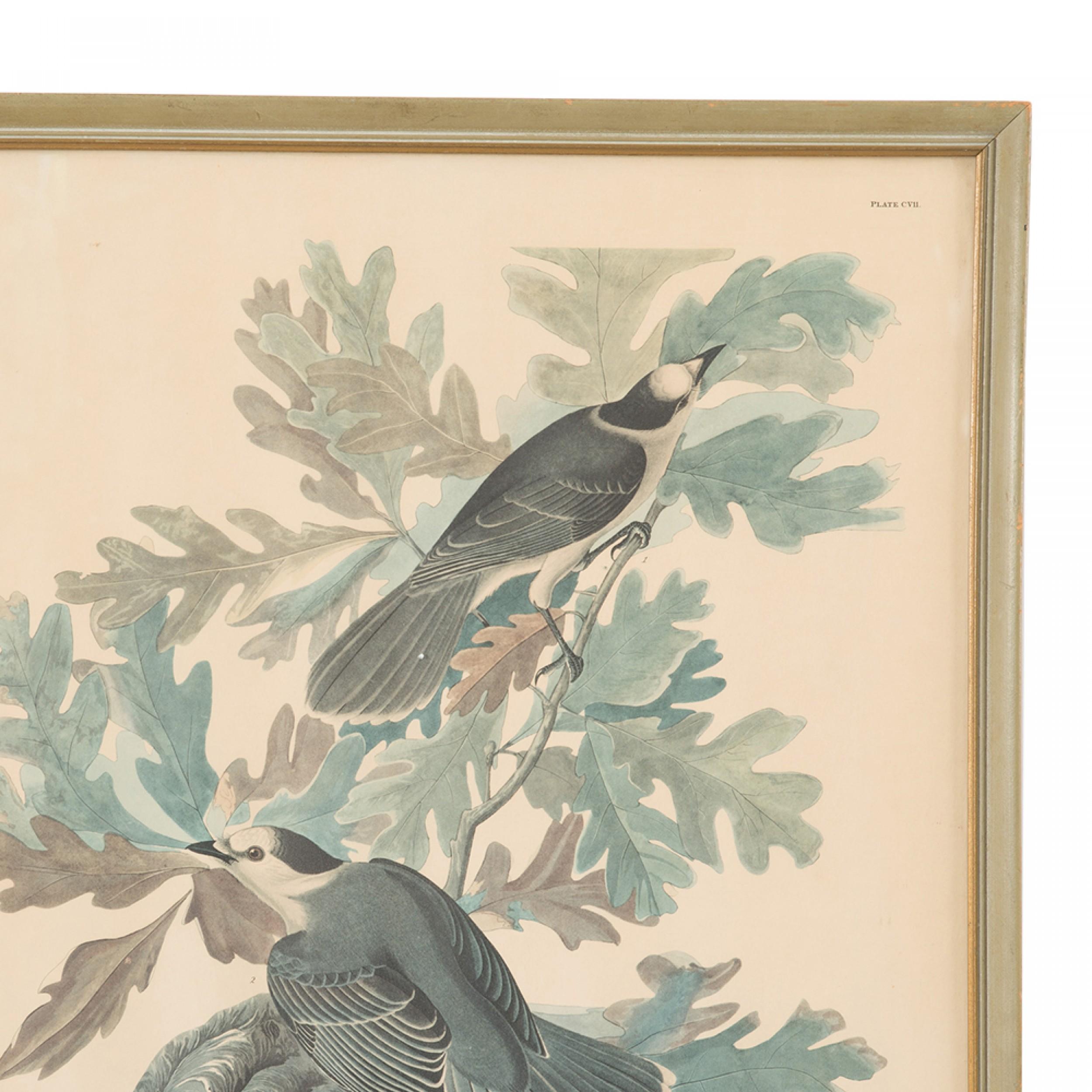 Hand-Painted Canada Jays Color Print For Sale