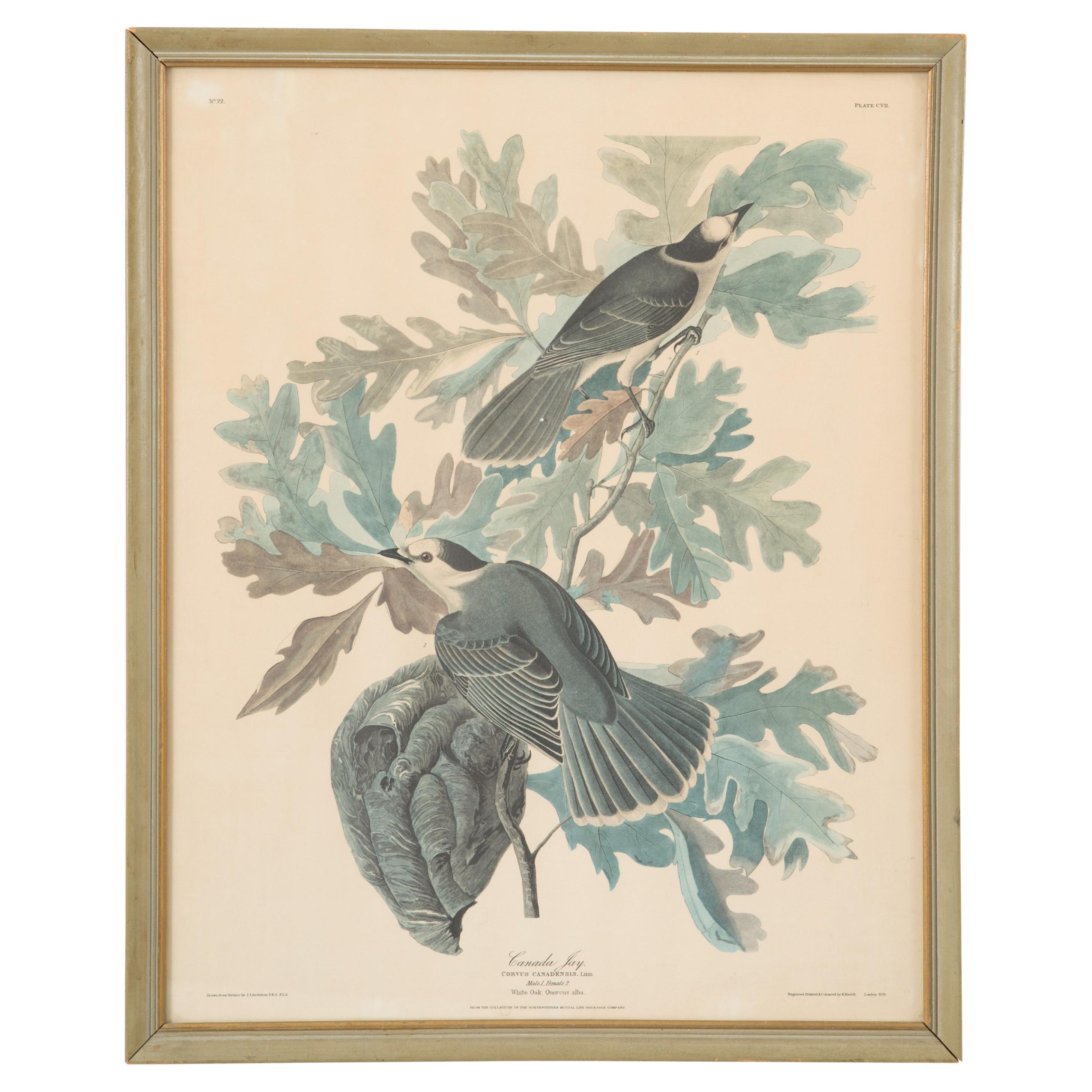 Canada Jays Color Print