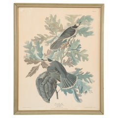Canada Jays Color Print