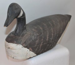 Canadian Goose from New England