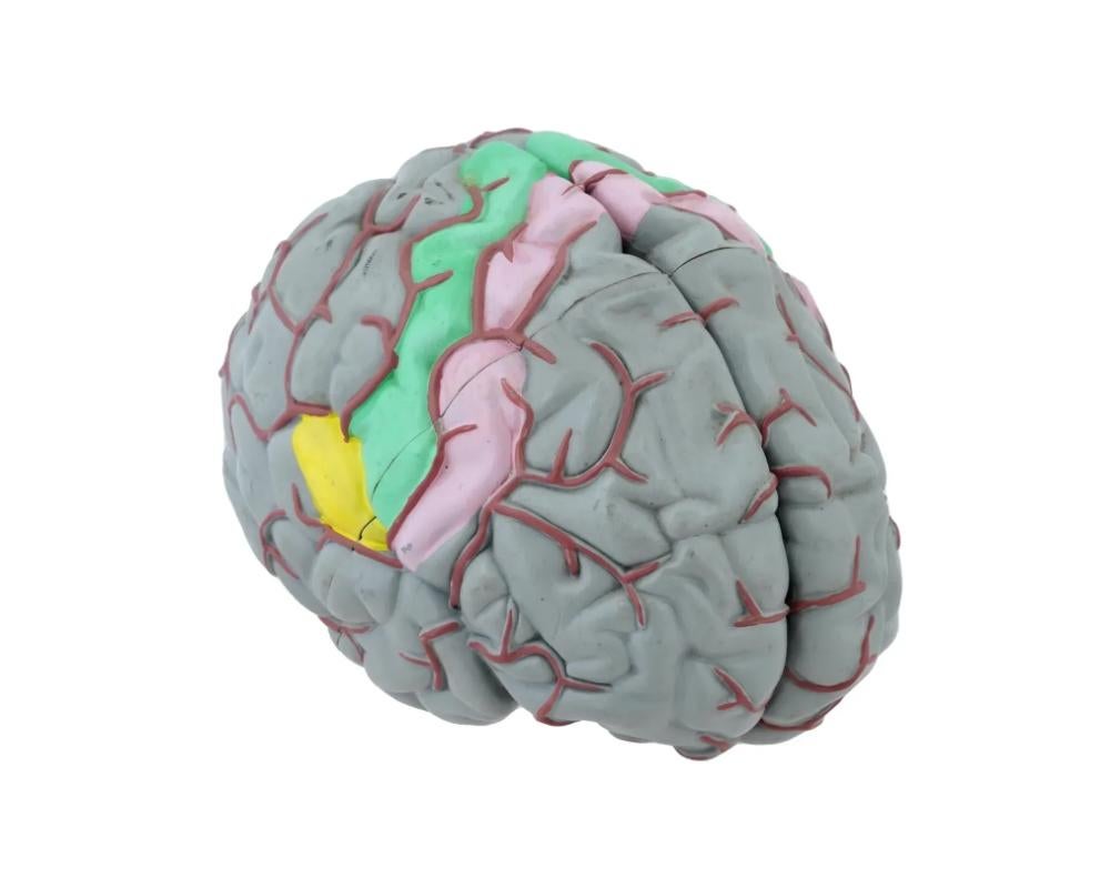 A life size functional model of the human brain was produced by the Canadian company Gvssco in the 1980s. The colored model is made of plastic for educational purposes and is suitable for studying biology and medicine. The item comes apart into four