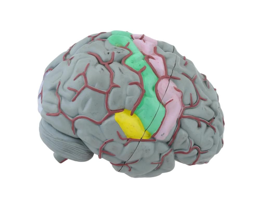 Canadien Modèle de Brain humain canadien par Gvssco en vente