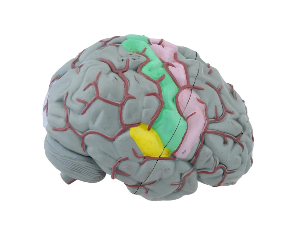 brainpic