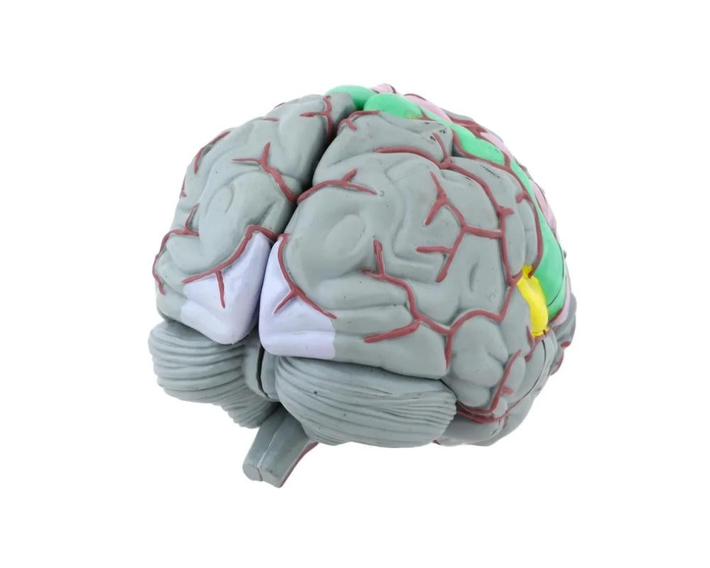 Modèle de Brain humain canadien par Gvssco Bon état - En vente à New York, NY