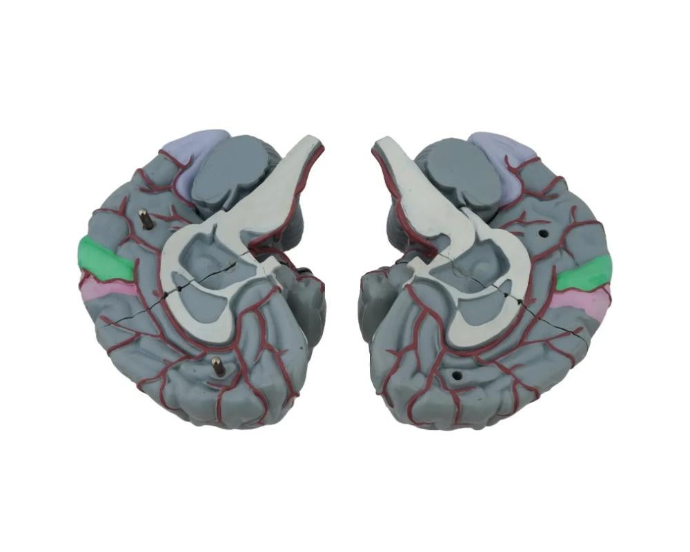 20th Century Canadian Life Size Model Of Human Brain By Gvssco