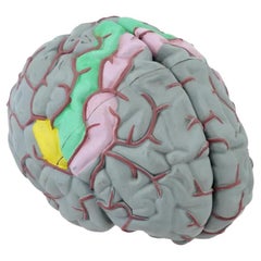 Kanadisches Modell des menschlichen Gehirns in Lebensgröße von Gvssco