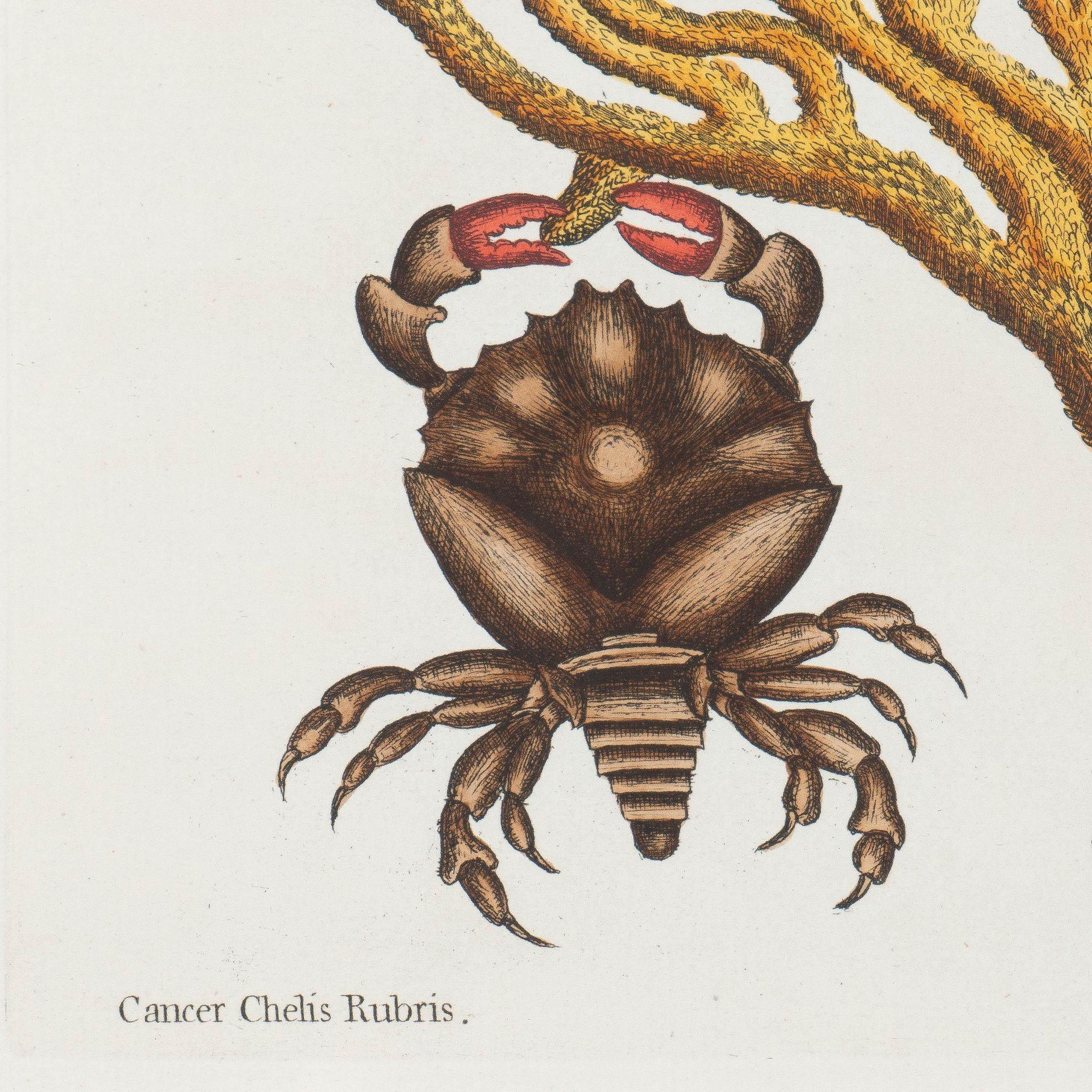 « Cancer Chelis Rubis & Titanokeratophyton » Gravure en cuivre colorée à la main Excellent état - En vente à Kenilworth, IL