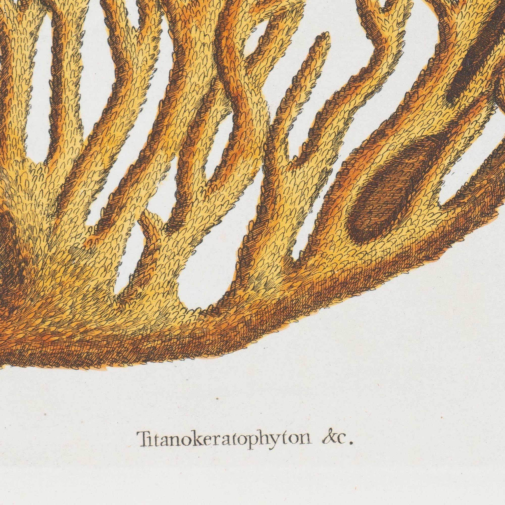 Milieu du XVIIIe siècle « Cancer Chelis Rubis & Titanokeratophyton » Gravure en cuivre colorée à la main en vente