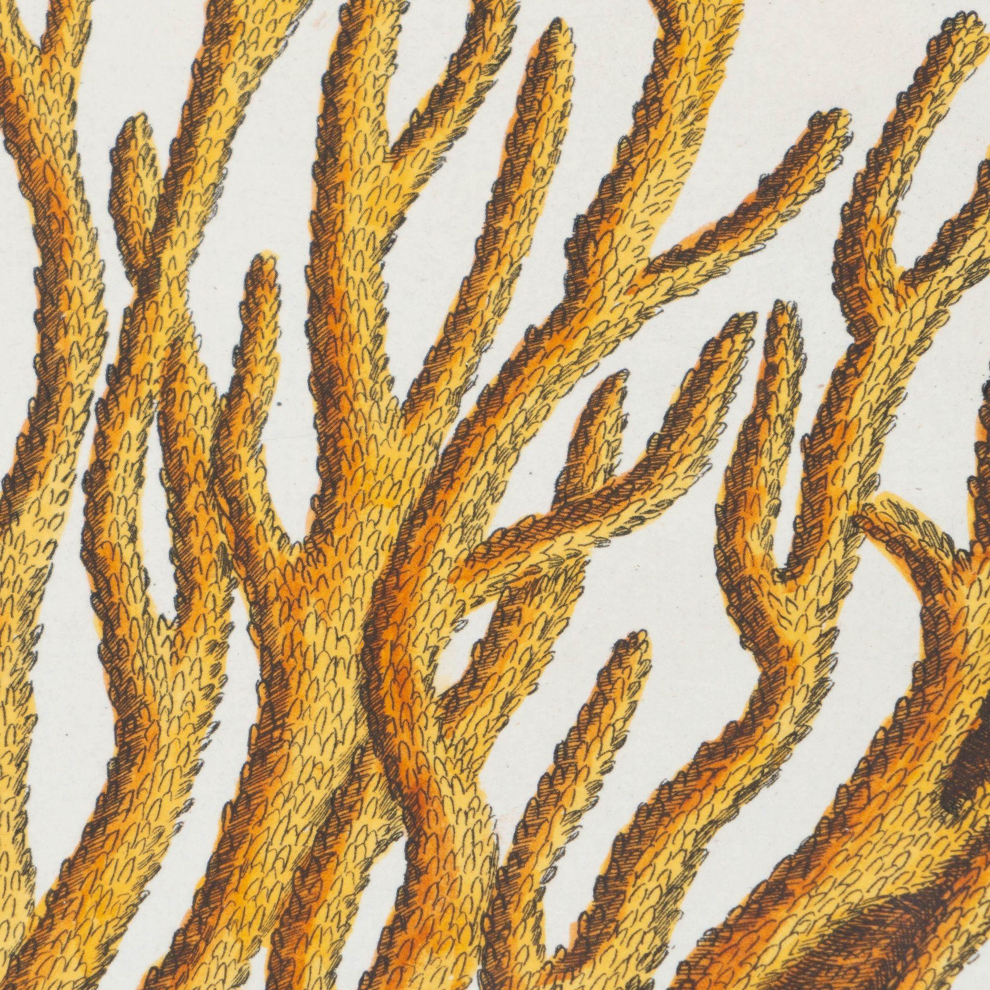 Verre « Cancer Chelis Rubis & Titanokeratophyton » Gravure en cuivre colorée à la main en vente