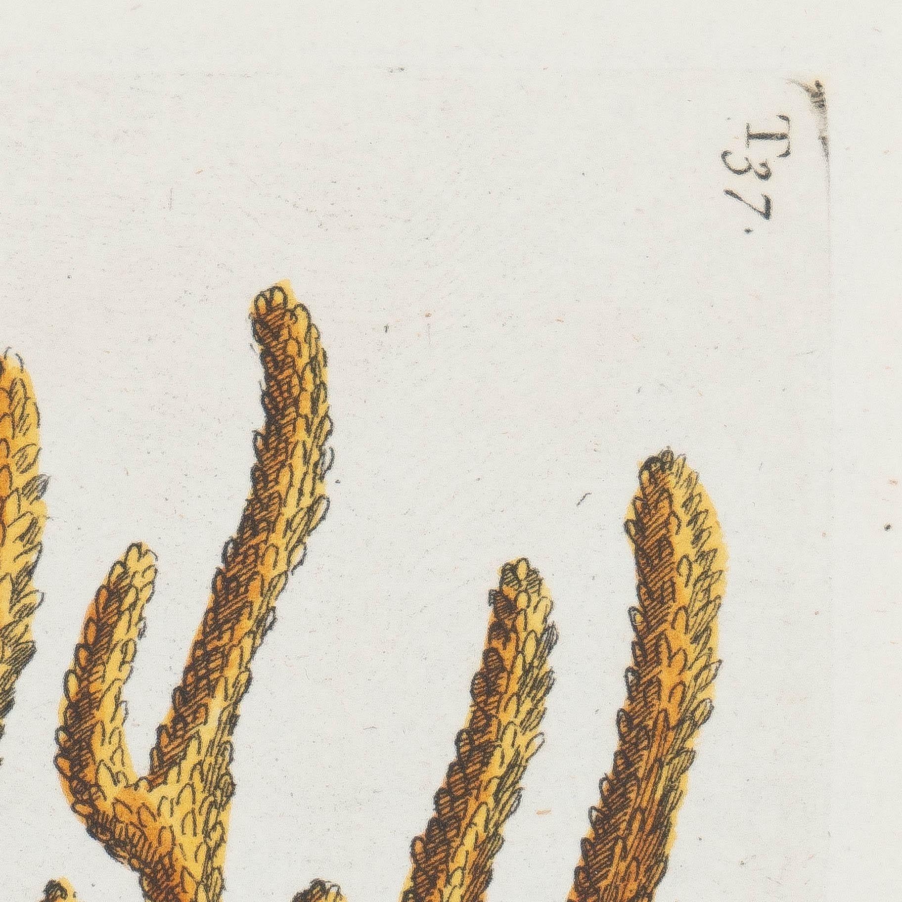 « Cancer Chelis Rubis & Titanokeratophyton » Gravure en cuivre colorée à la main en vente 1