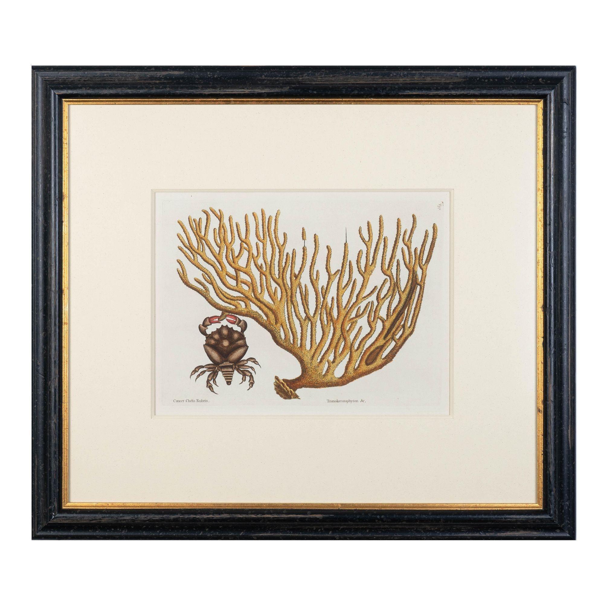 « Cancer Chelis Rubis & Titanokeratophyton » Gravure en cuivre colorée à la main en vente 3