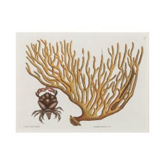 "Cancer Chelis Rubis & Titanokeratophyton" by Mark Catesby, 1771