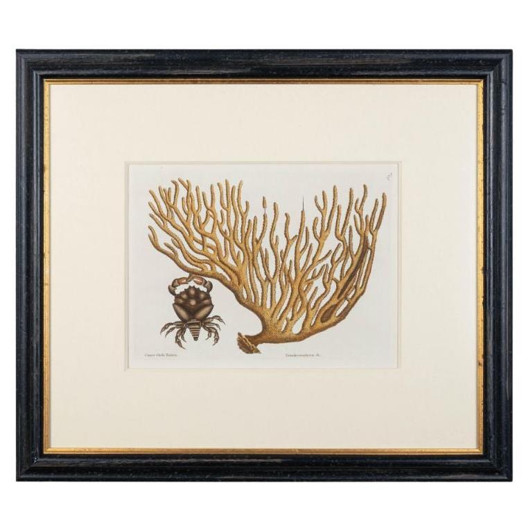 « Cancer Chelis Rubis & Titanokeratophyton » Gravure en cuivre colorée à la main en vente