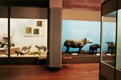 Musée Naturhistorisches de Bâle