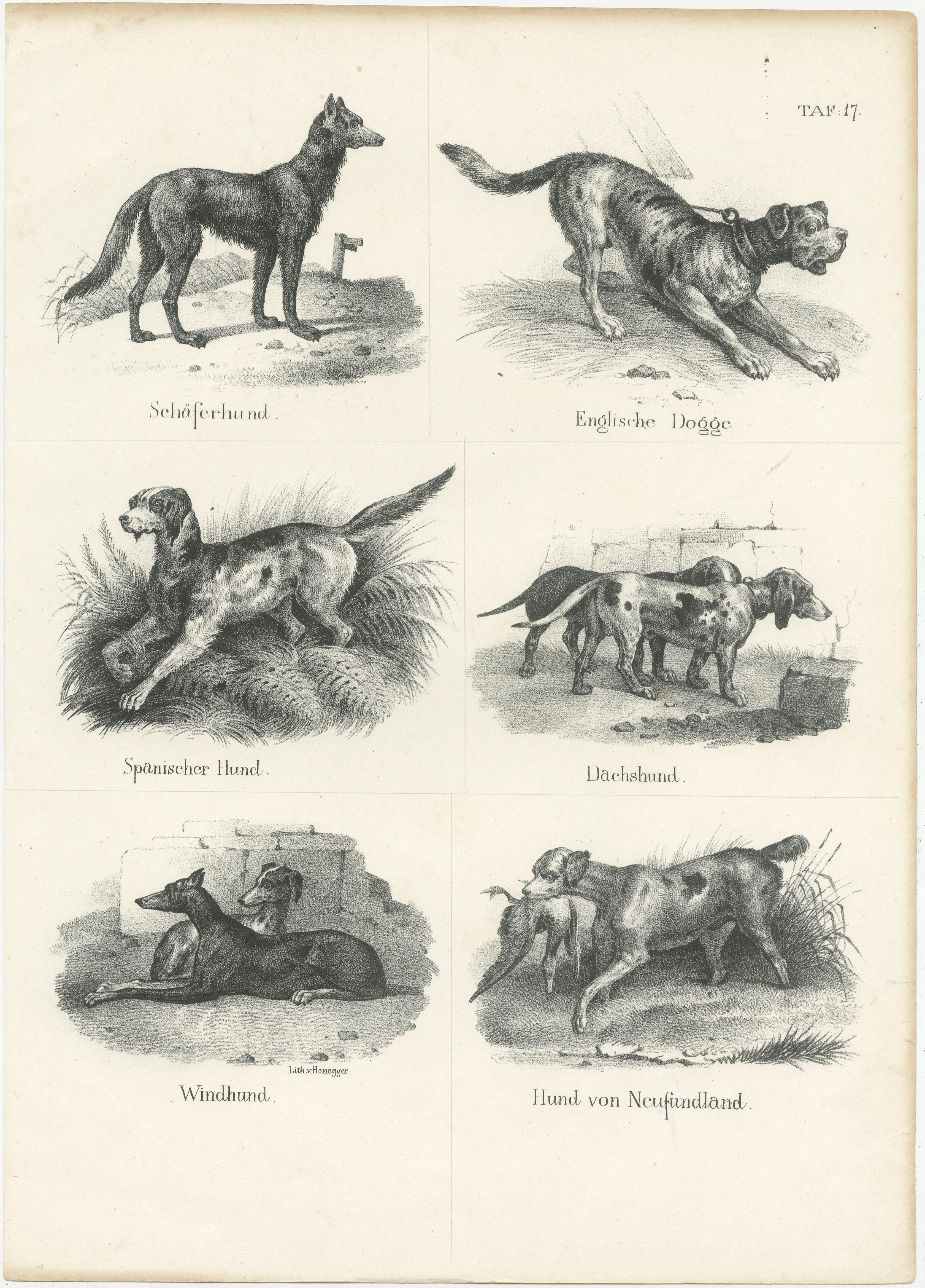 Antique print titled 'Schäferhund, Englisch Dogge, Spanischer Hund , Dachshund, Windhund, Hund von Neufundland'. This print originates from 'Naturgeschichte der Säugetiere' by Schinz. Published circa 1840. Lithographed by Honegger. 

The images are