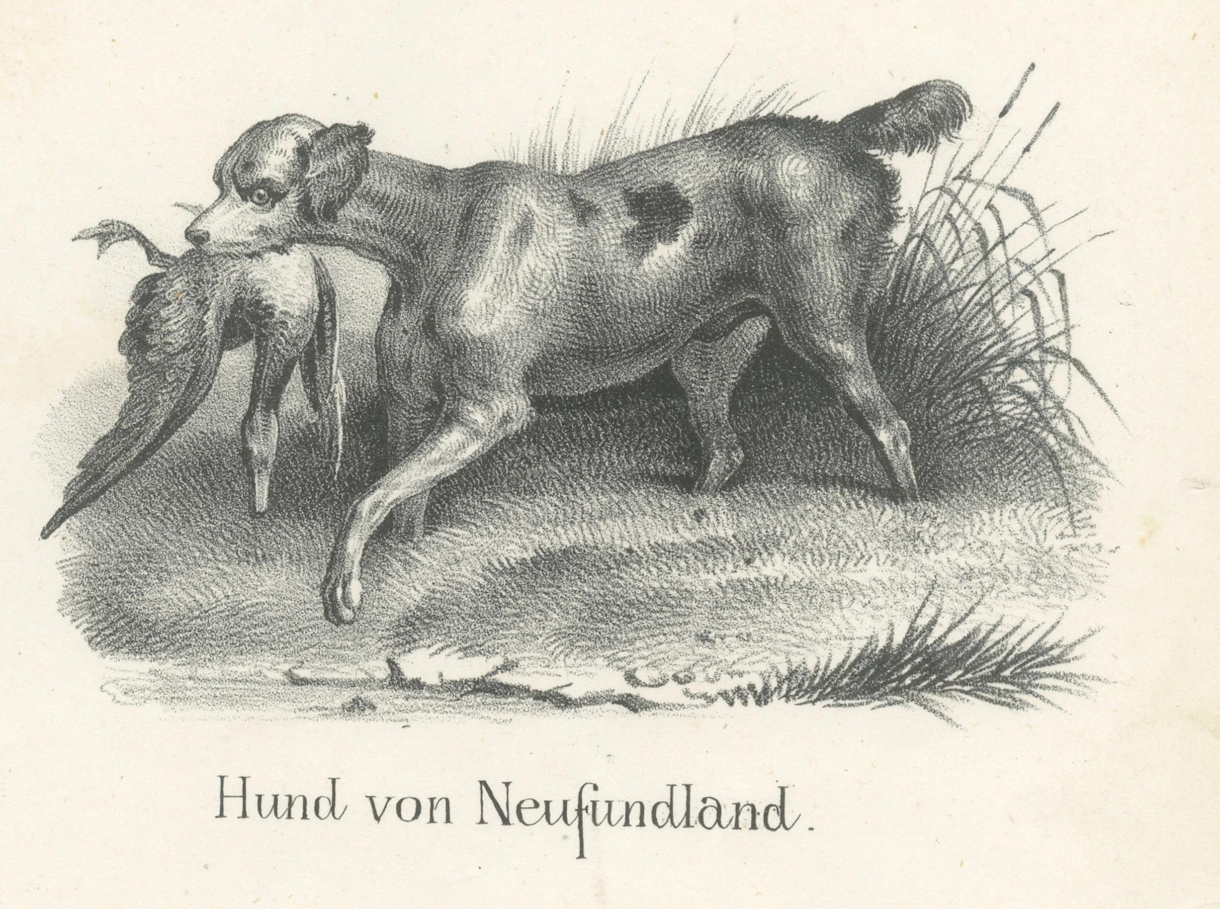 Canine Breeds: A Collection of 19th Century Dog Illustrations, circa 1840 In Good Condition For Sale In Langweer, NL