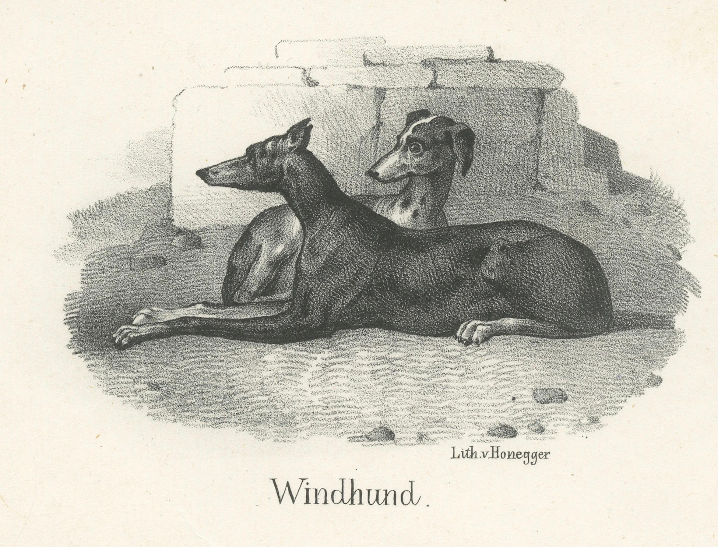 Paper Canine Breeds: A Collection of 19th Century Dog Illustrations, circa 1840 For Sale