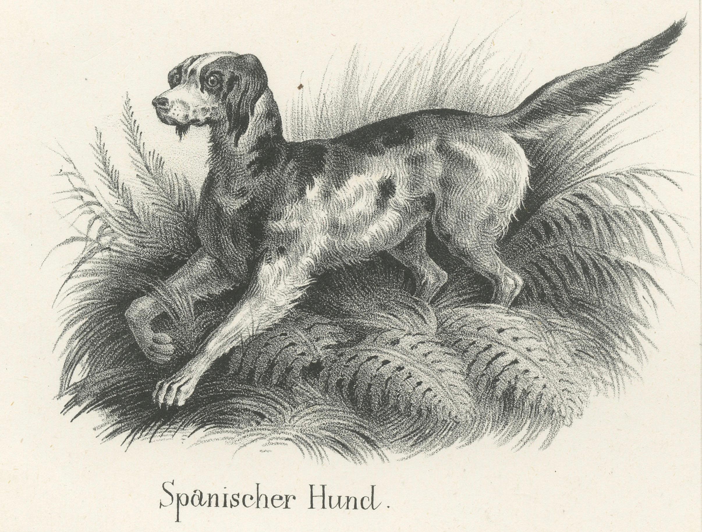 Canine Breeds: A Collection of 19th Century Dog Illustrations, circa 1840 For Sale 1