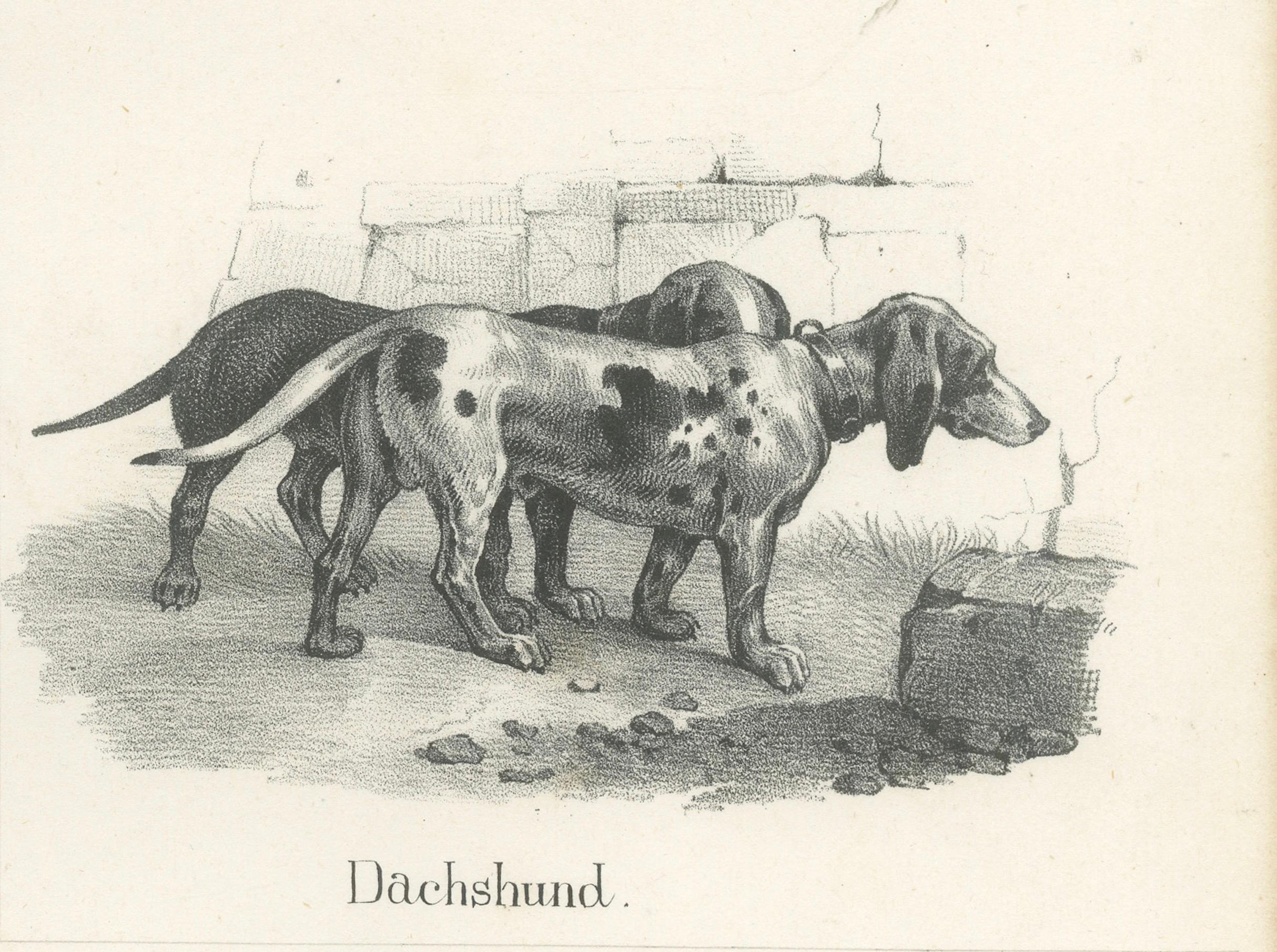 Canine Breeds: A Collection of 19th Century Dog Illustrations, circa 1840 For Sale 2