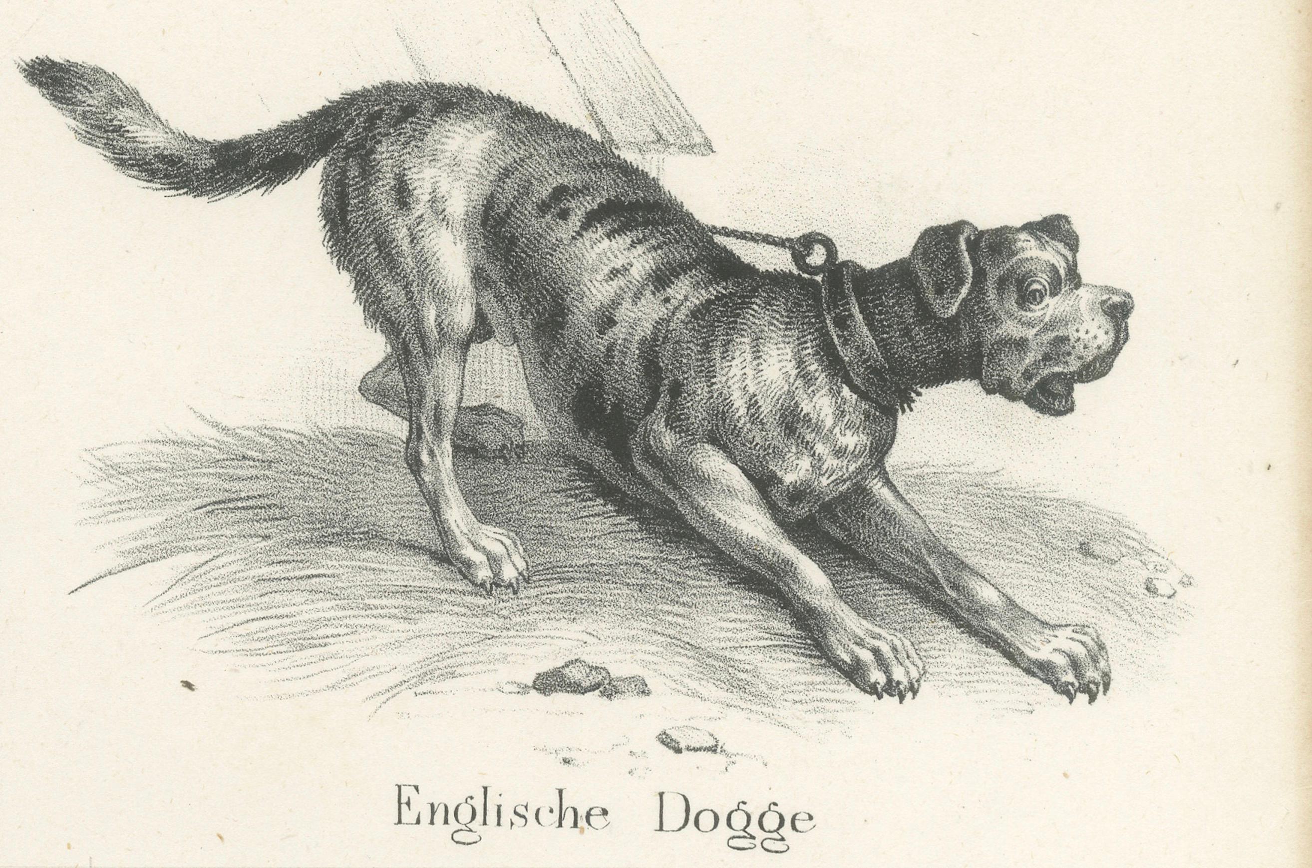 Canine Breeds: A Collection of 19th Century Dog Illustrations, circa 1840 For Sale 3