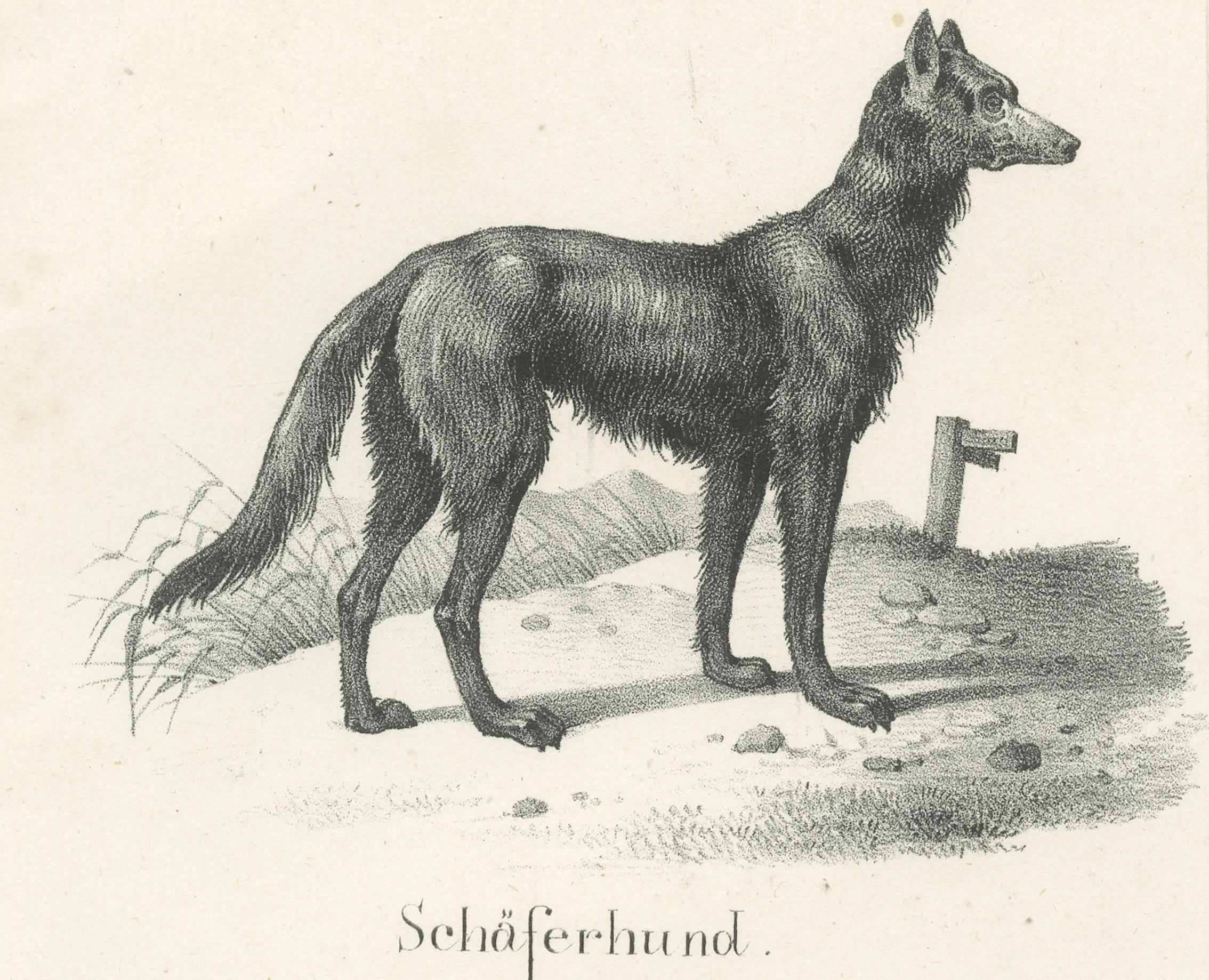 Canine Breeds: A Collection of 19th Century Dog Illustrations, circa 1840 For Sale 4