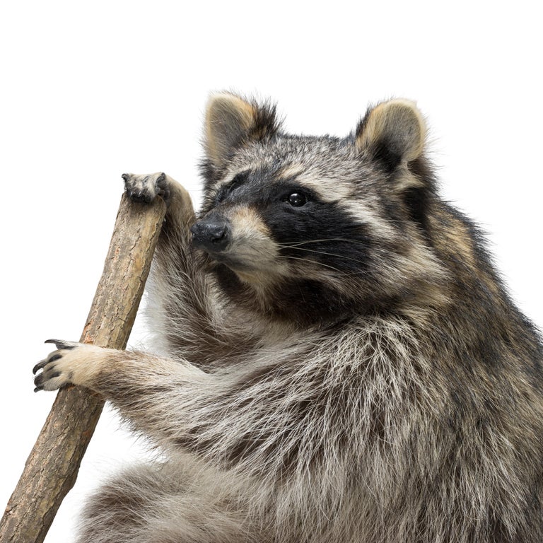 American Canoeing Raccoon Taxidermy For Sale