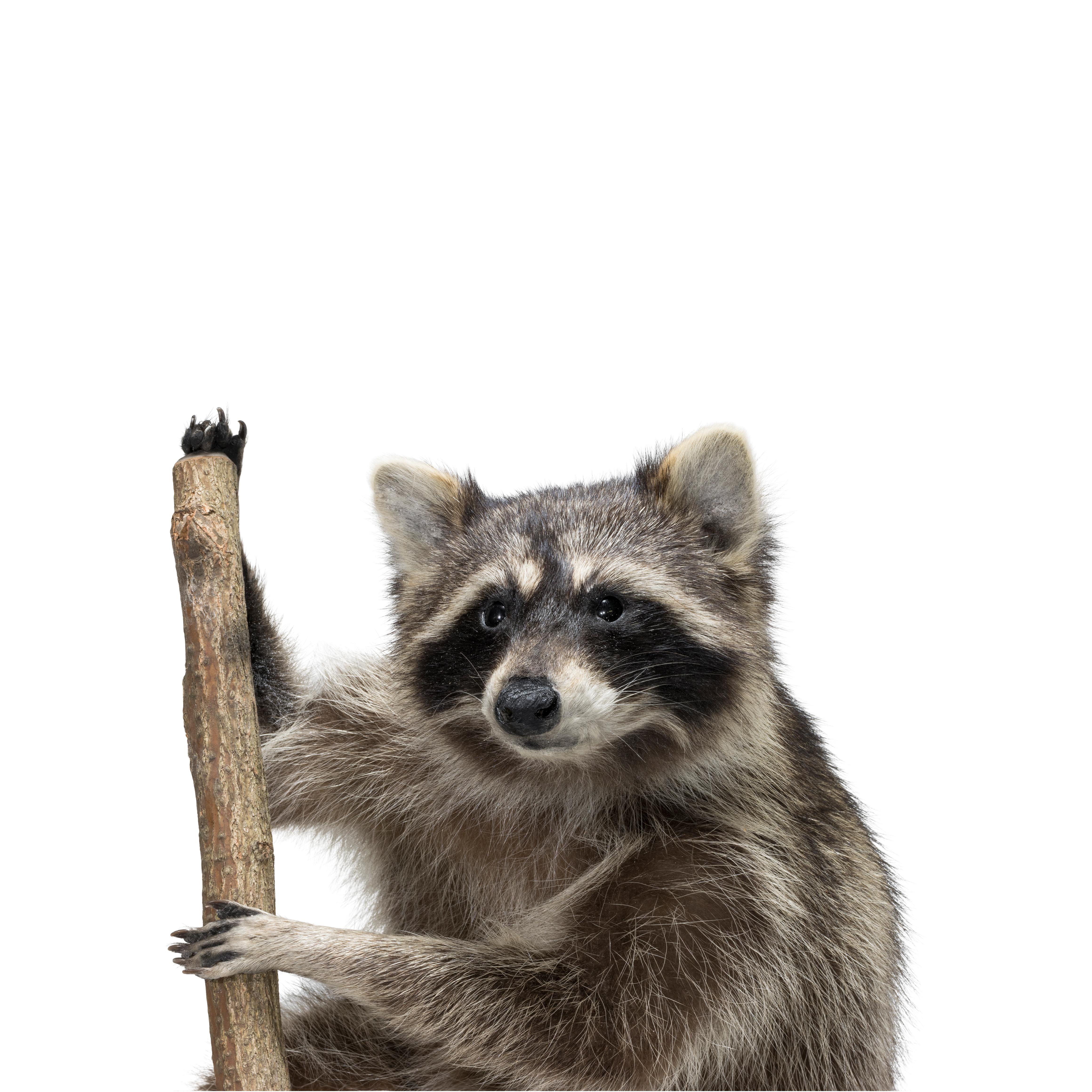 taxidermy raccoon