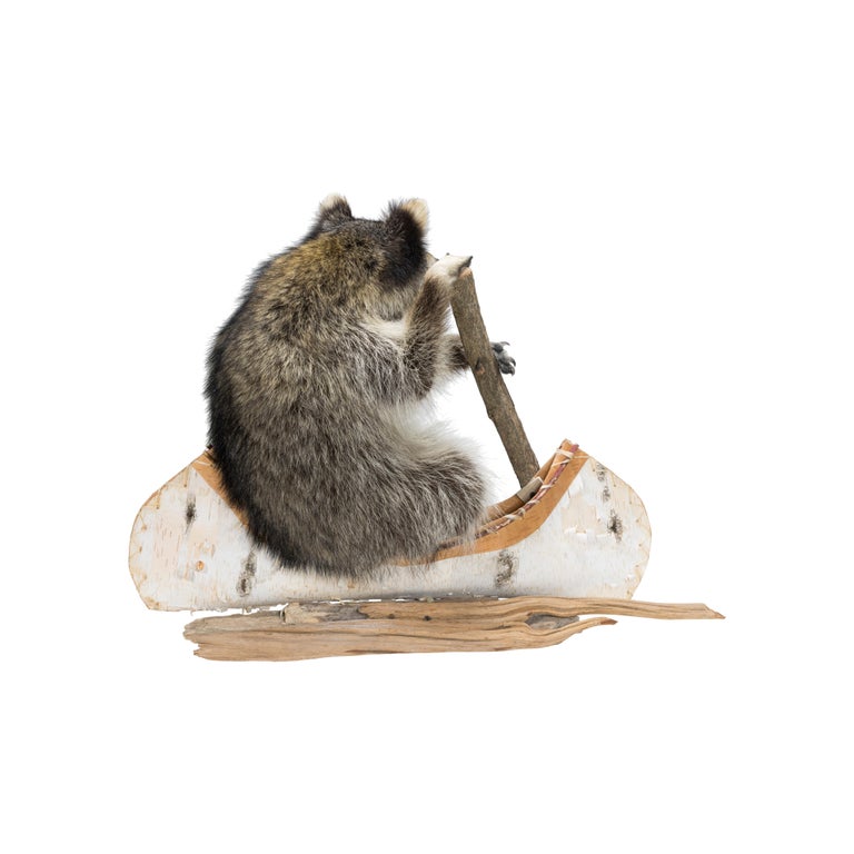 Canoeing Raccoon Taxidermy In New Condition For Sale In Coeur d'Alene, ID