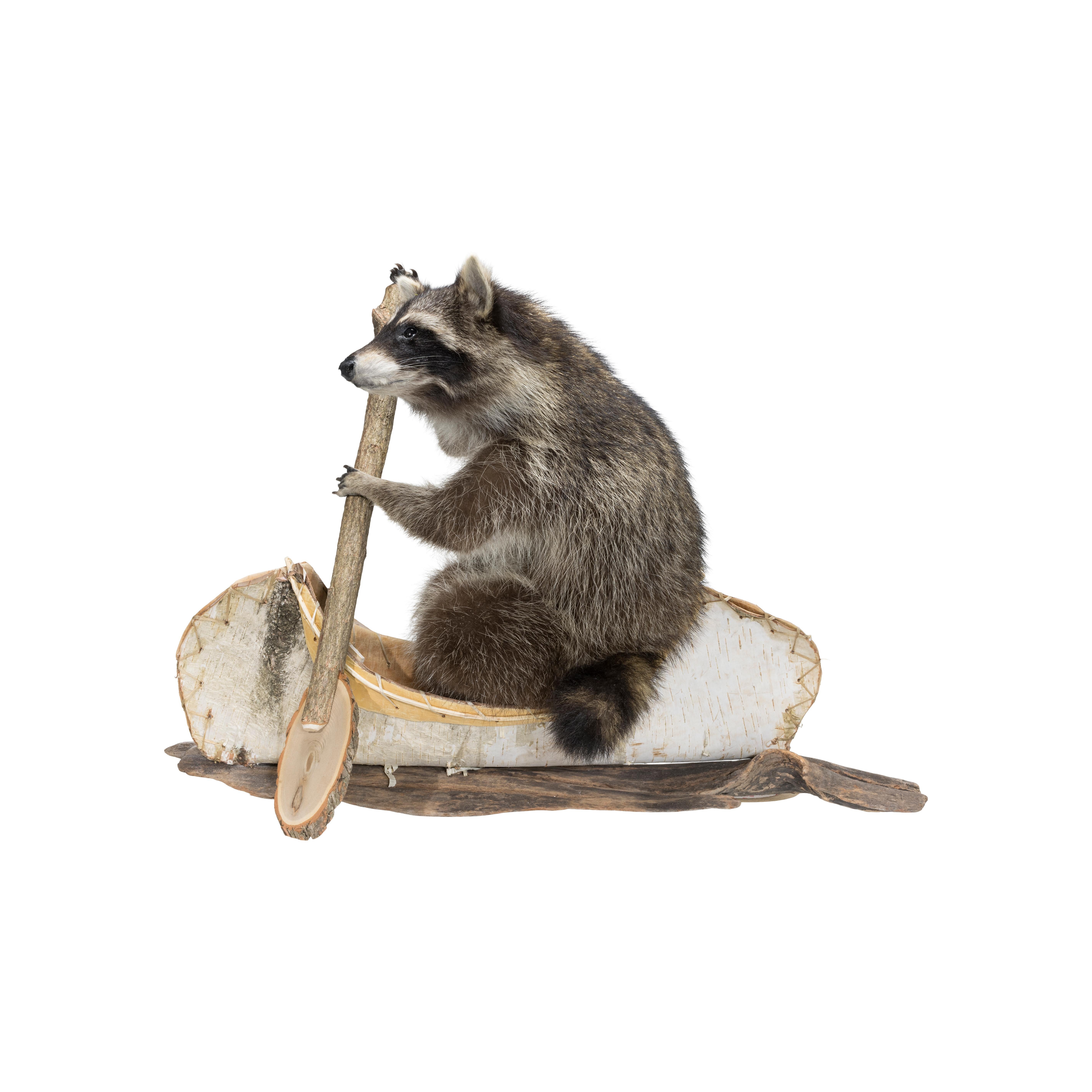 Double Canoeing Raccoons Professional Taxidermy Mounted Animal Statue Home Gift 