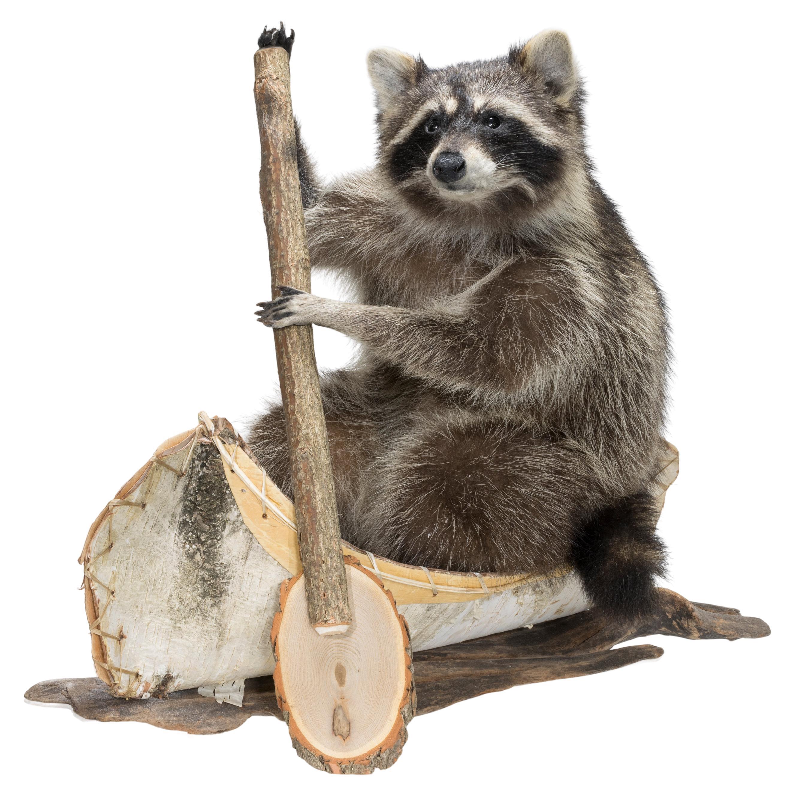 Canoeing Raccoon Taxidermy
