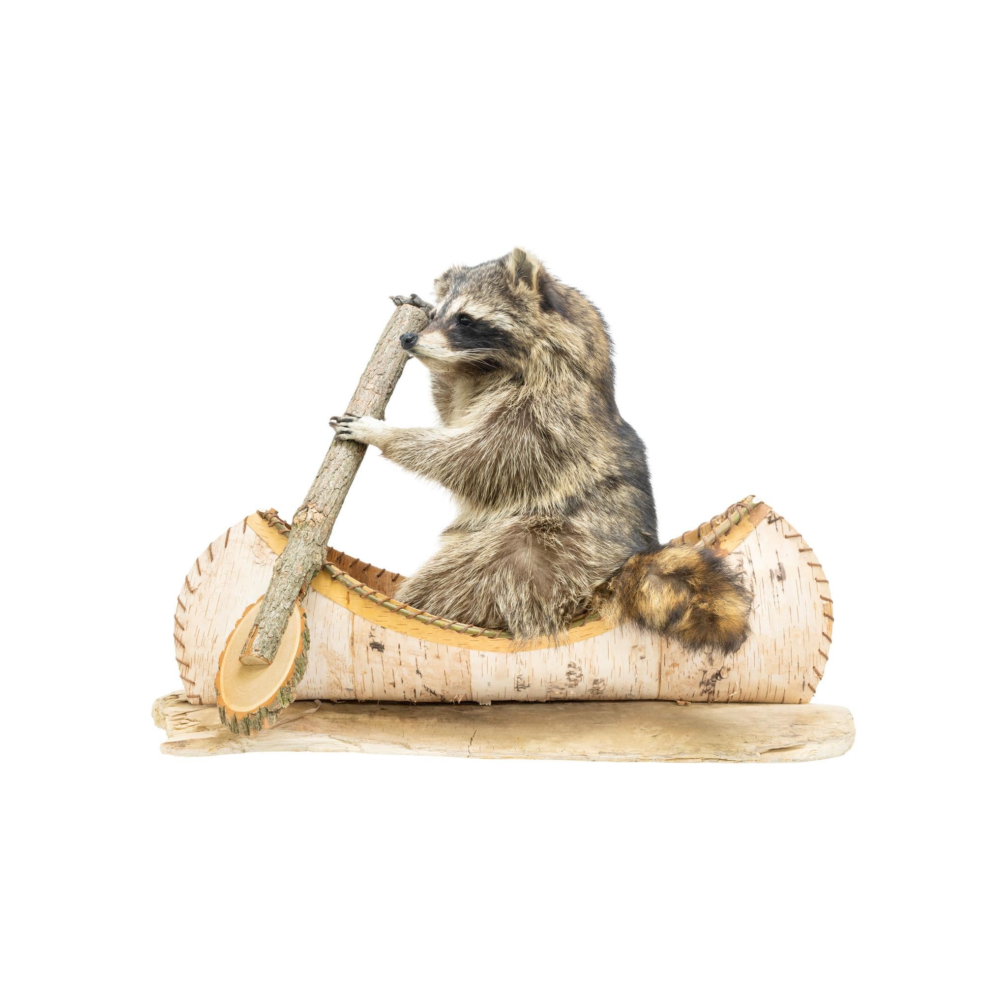 Sitting taxidermy raccoon in a birch bark canoe holding a paddle. Set on driftwood base. Very well made with nice movement to the mount. Would display nicely in a rustic style home or cabin. Size: 27