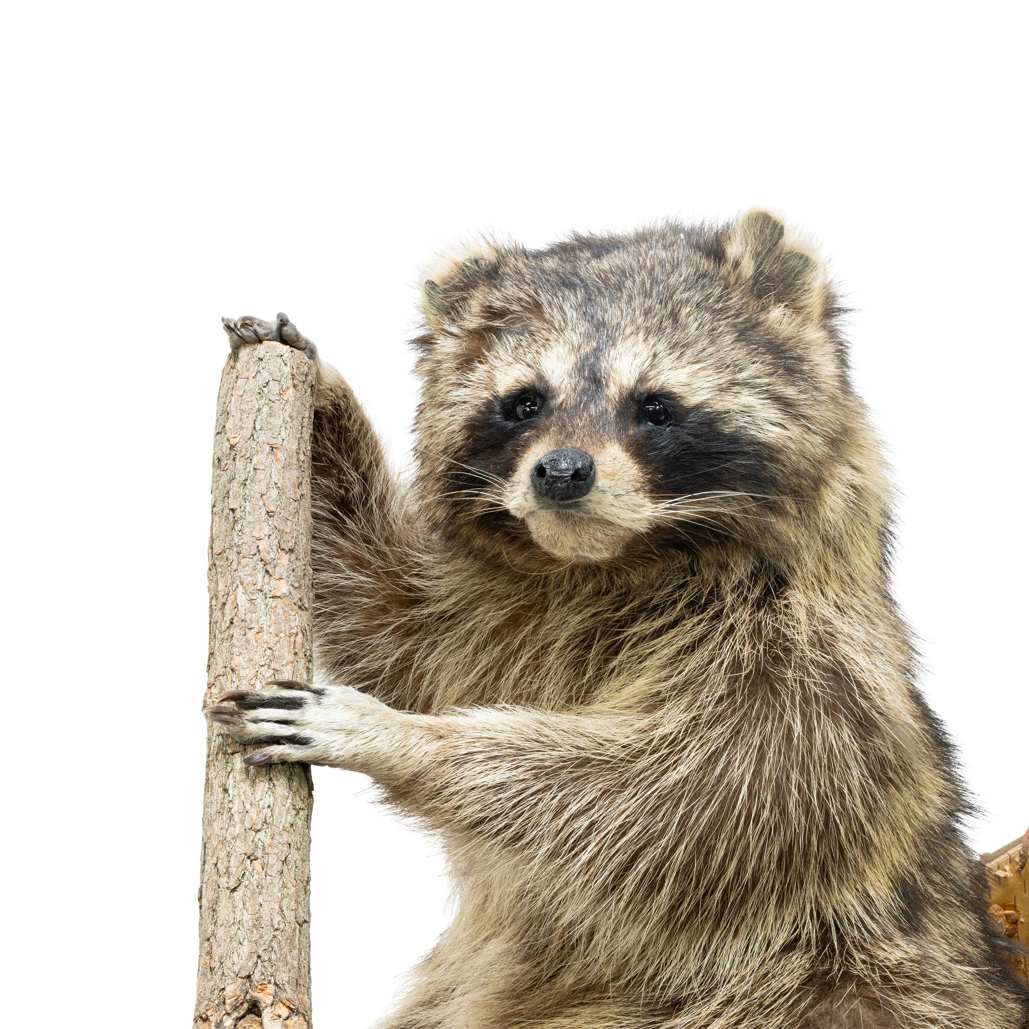 American Canoeing Raccoon Taxidermy Mount For Sale