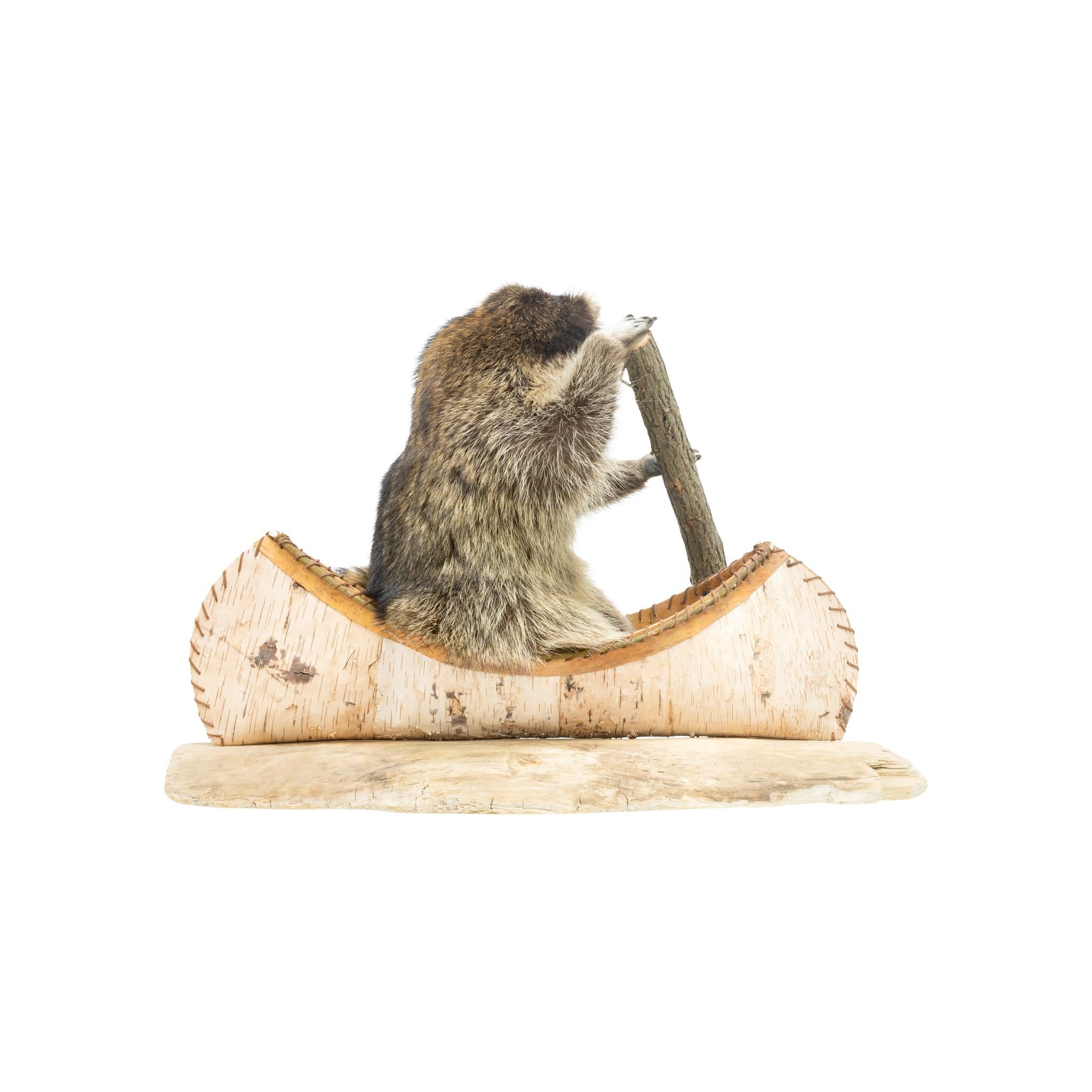 Canoeing Raccoon Taxidermy Mount In New Condition For Sale In Coeur d'Alene, ID