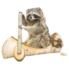 Montura Taxidermia Mapache Piragüista