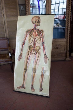 Vintage English Canvas Anatomy Poster