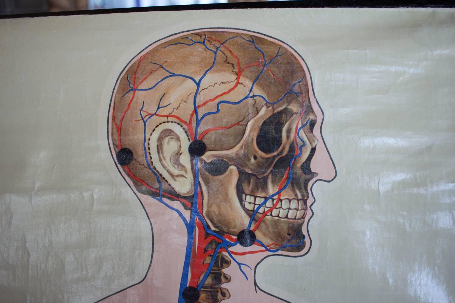 Vintage English Canvas Anatomy Poster In Good Condition In Calgary, Alberta