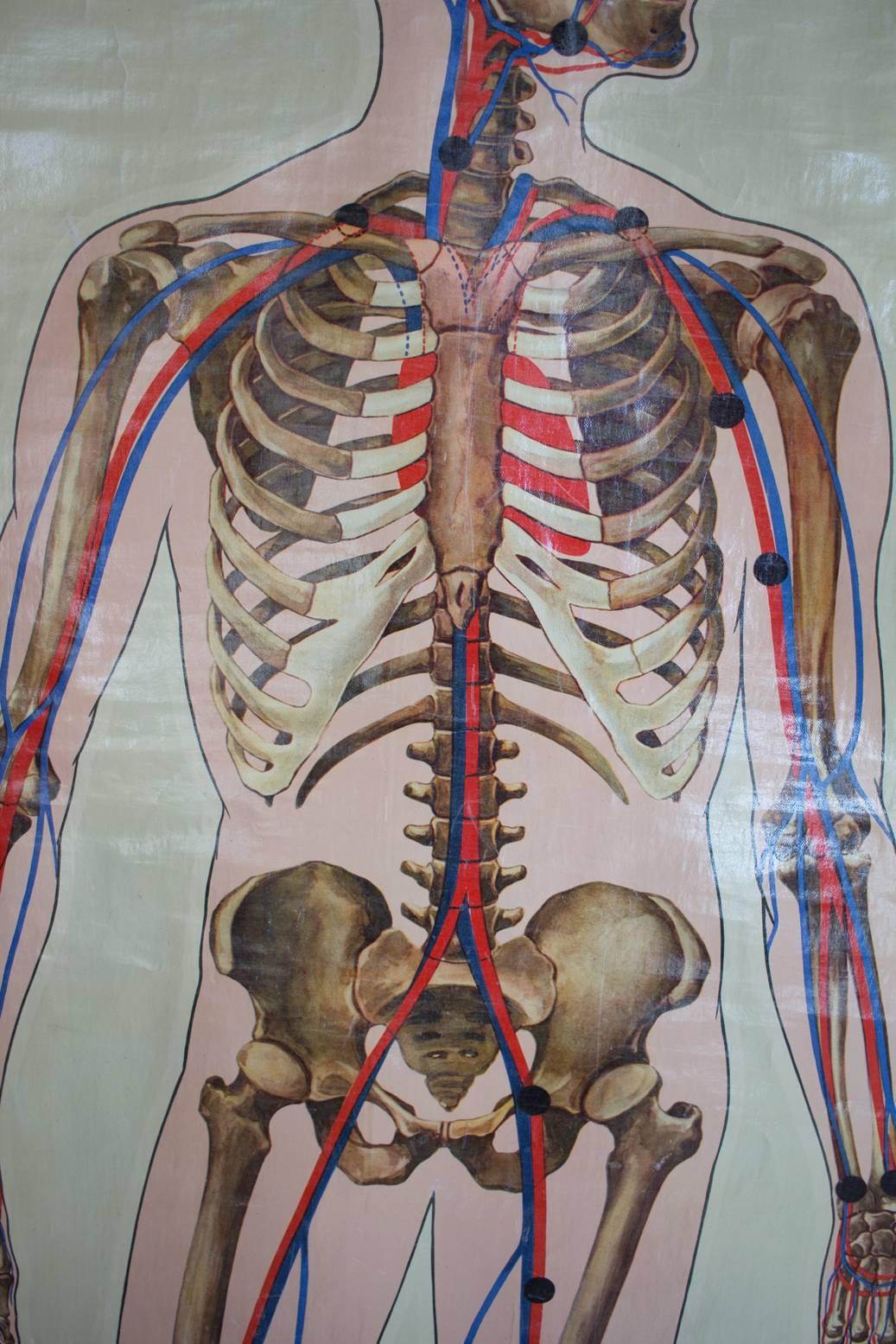 20th Century Vintage English Canvas Anatomy Poster