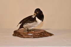 Canvasback Duck Mounted on Live Edge Wood