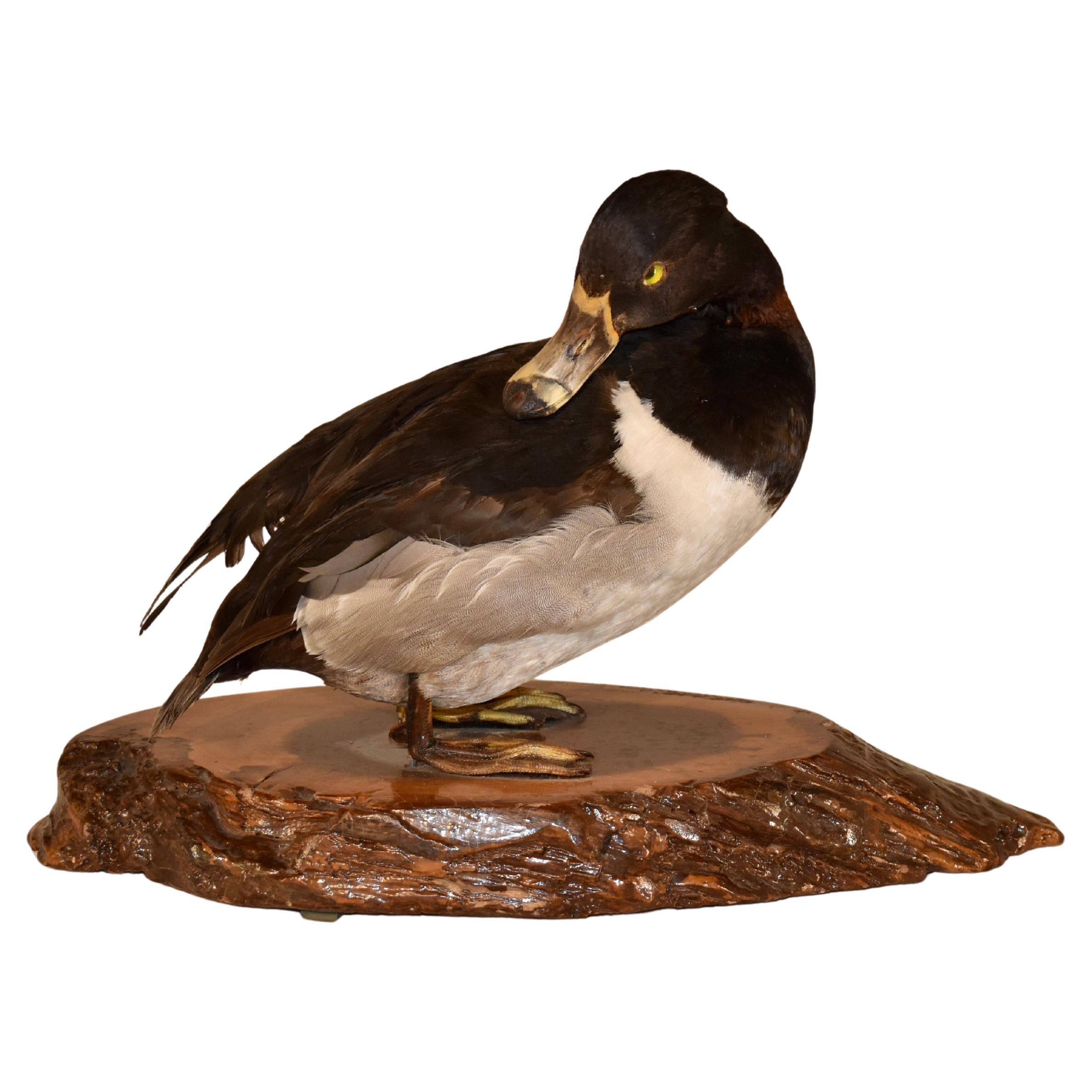 Canvasback Duck Mounted on Live Edge Wood For Sale
