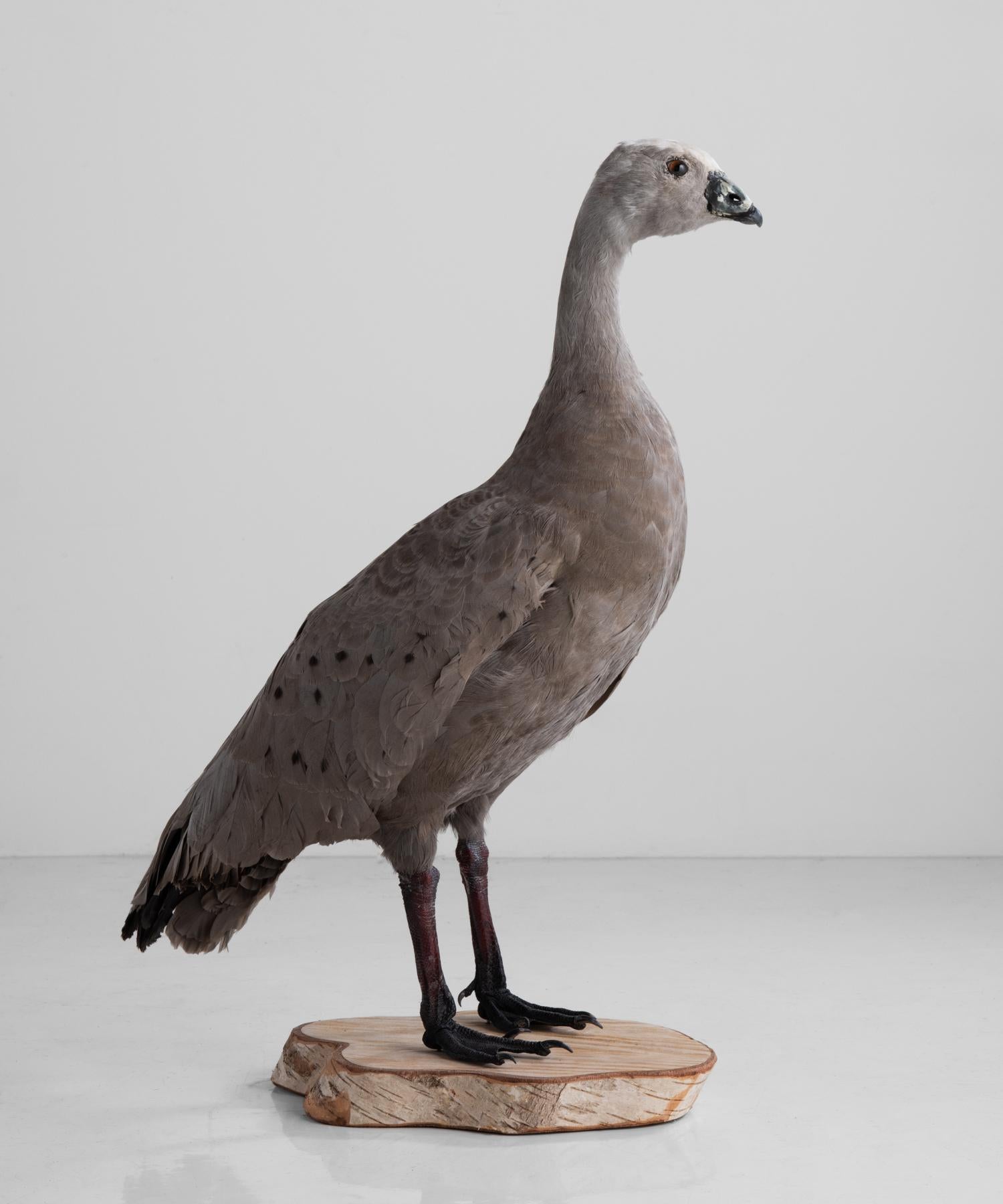 Cape barren goose taxidermy, circa 1950.

With beautiful grey plumage, mounted on decorative log base.