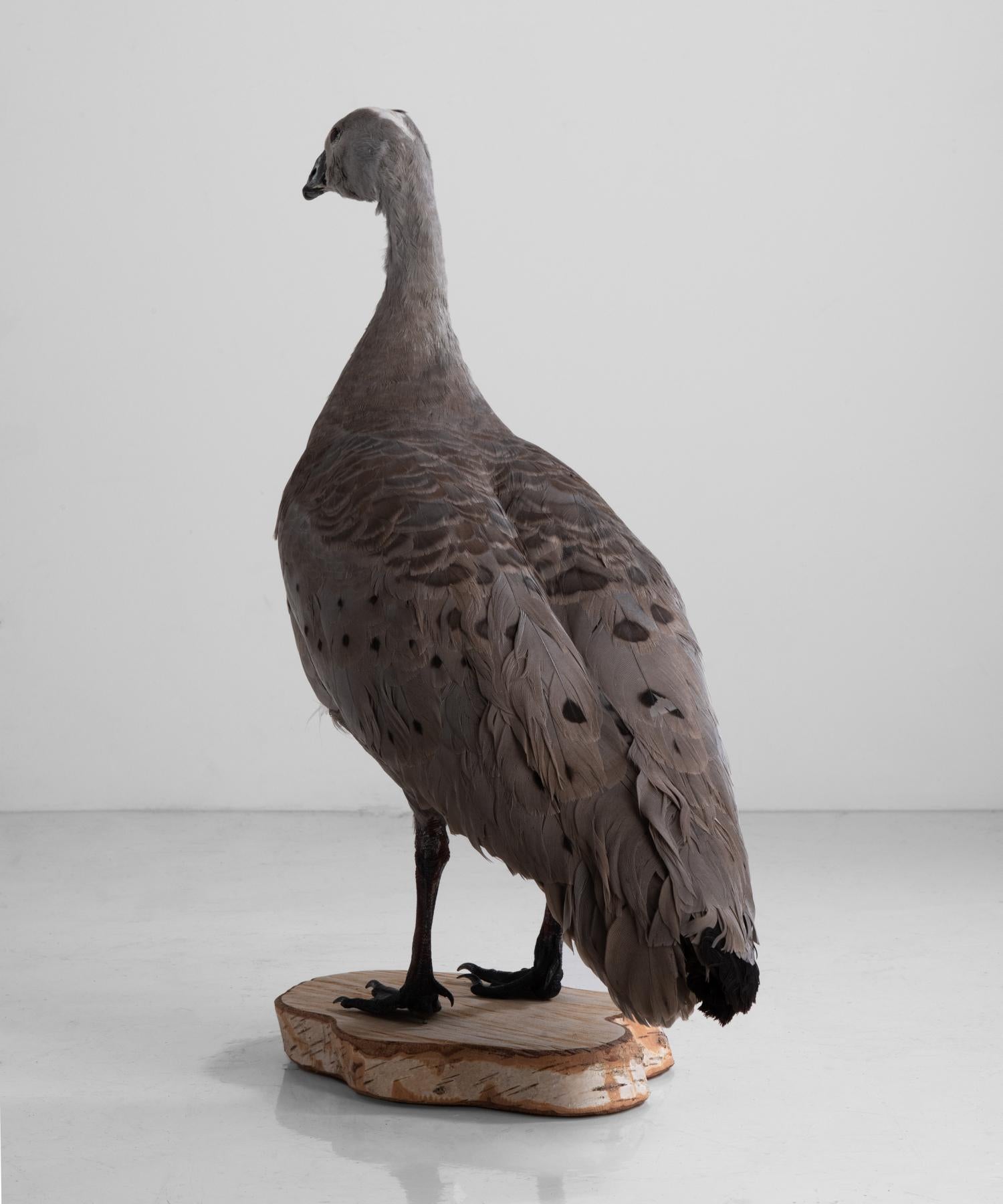 English Cape Barren Goose Taxidermy, circa 1950