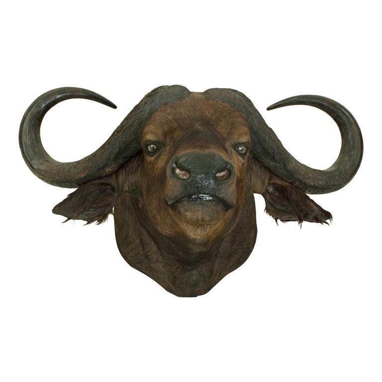 Buffalo For Sale >> Cape Buffalo Head By Rowland Ward Big Game Taxidermie Buffalo For Sale >> Cape Buffalo Head By Rowland Ward Big Game Taxidermie
