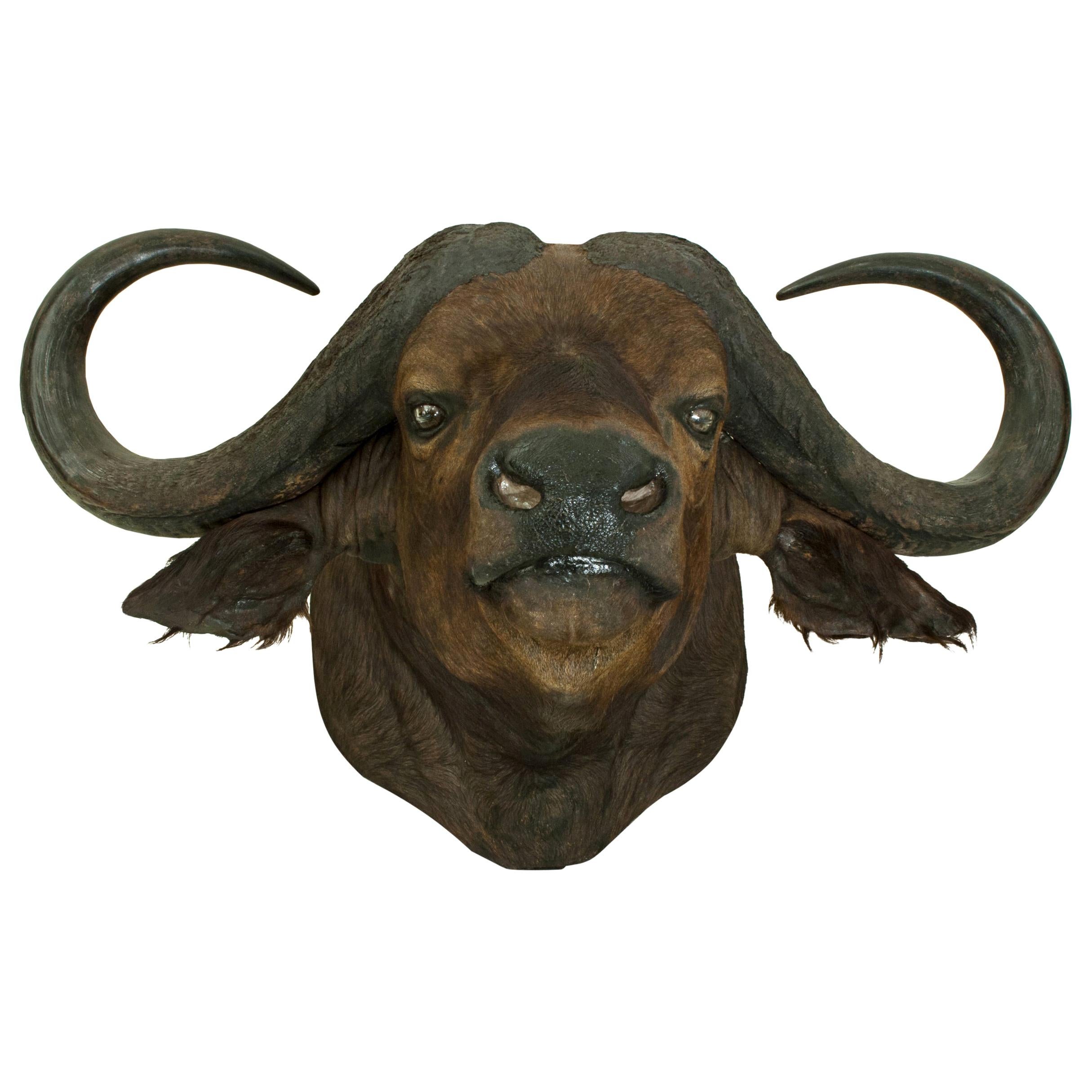 Cape Buffalo Head by Rowland Ward, Big Game Taxidermy at 1stDibs | rowland  ward buffalo, buffalo head for sale, rowland ward taxidermy for sale