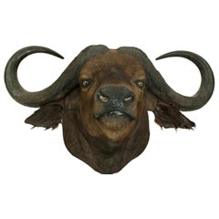 Vintage Cape Buffalo Head by Rowland Ward, Big Game Taxidermy
