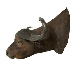 Cape Buffalo Head by Rowland Ward, Big Game Taxidermy