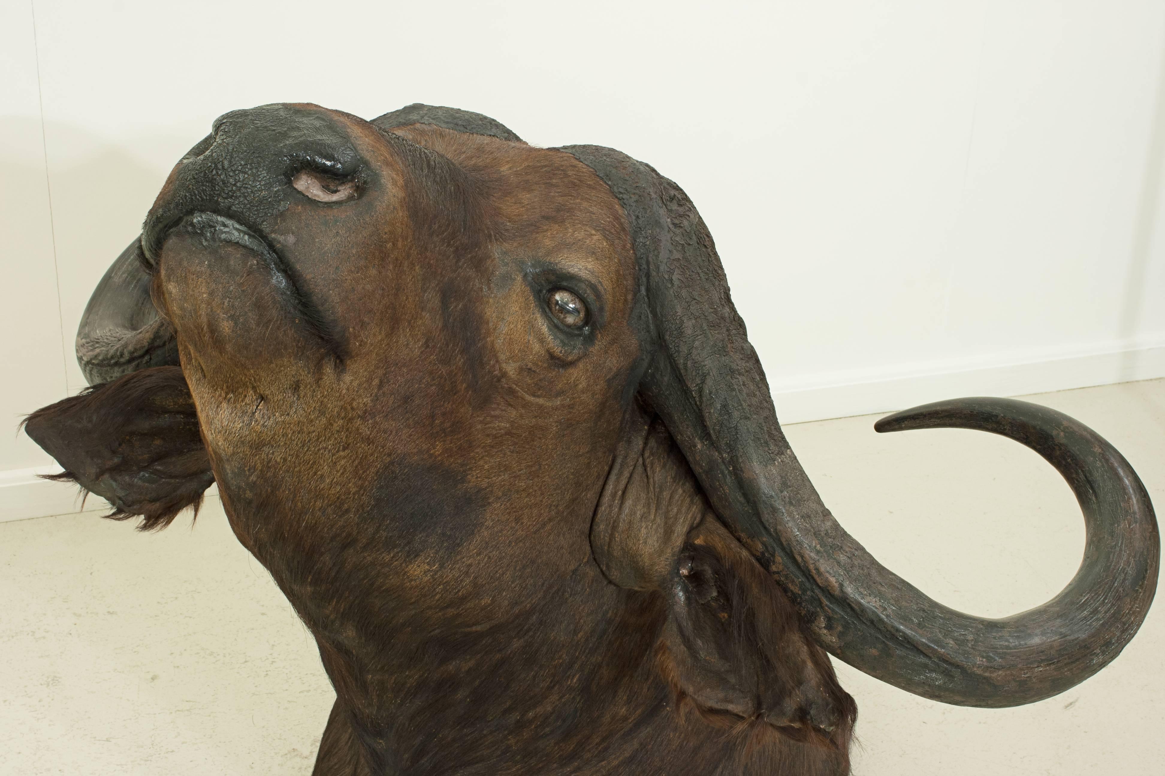 Sporting Art Cape Buffalo Head by Rowland Ward, Big Game Taxidermy