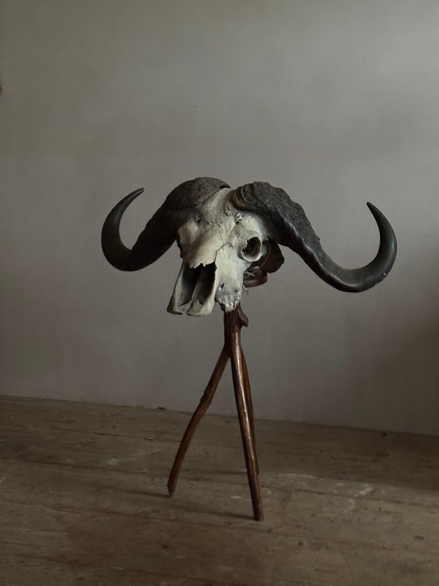 A large Cape Buffalo (Syncerus caffer) skull. Late 19th or early 20thC. In excellent condition with good symmetrical horns and fused boss. The span of the horns is 3ft.