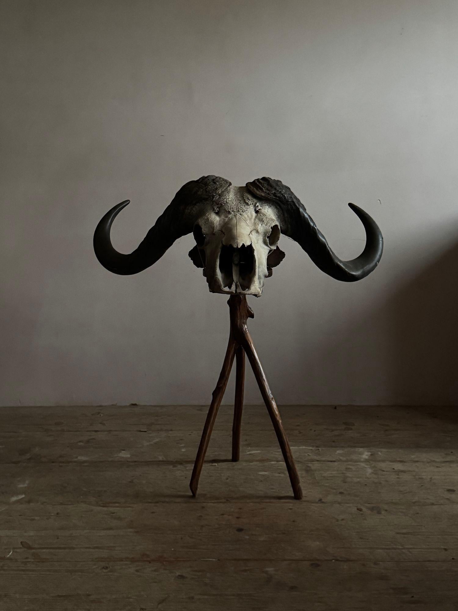 Cape Buffalo Skull In Good Condition For Sale In Grange-Over-Sands, GB